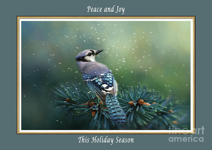 Blue Jay in Winter Christmas Card Mixed Media by Kathy Kelly