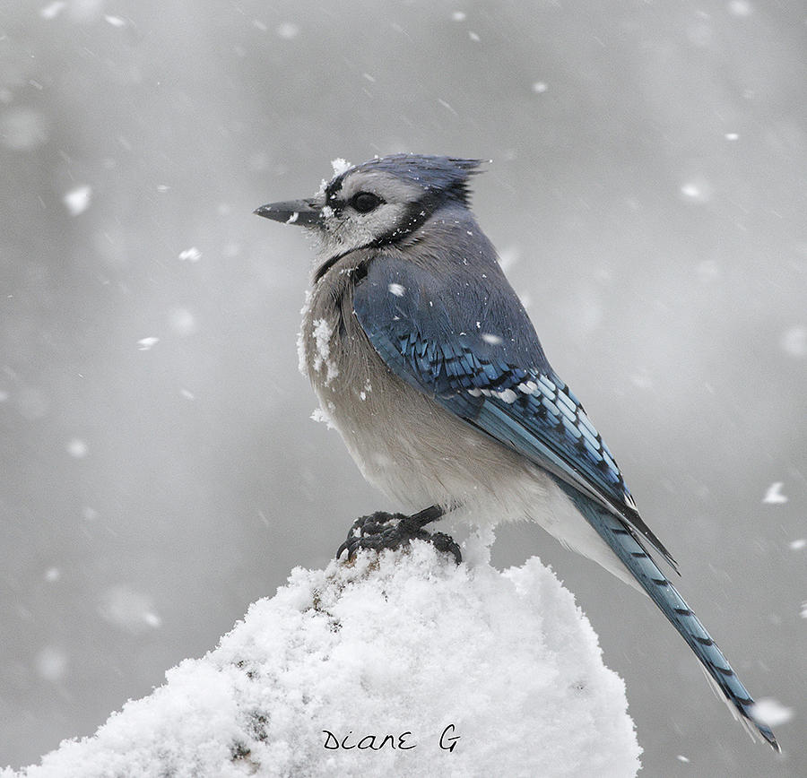 Blue Jay in winter. Photograph by Diane Giurco