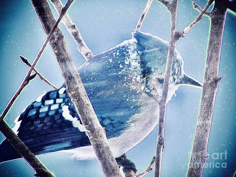  Blue Jay In Winter  Photograph by Susan Carella