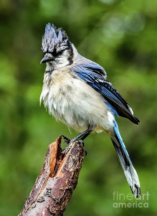Nature Photograph - Blue Jay is Perfection by Cindy Treger