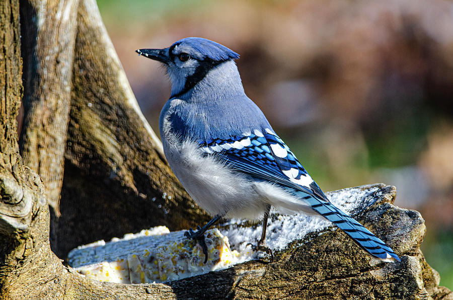 Blue Jay Photograph by Jim Cook