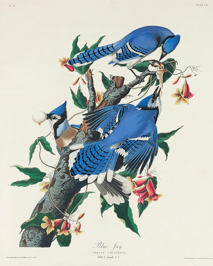 Blue Jay. John James Audubon Mixed Media by John James Audubon