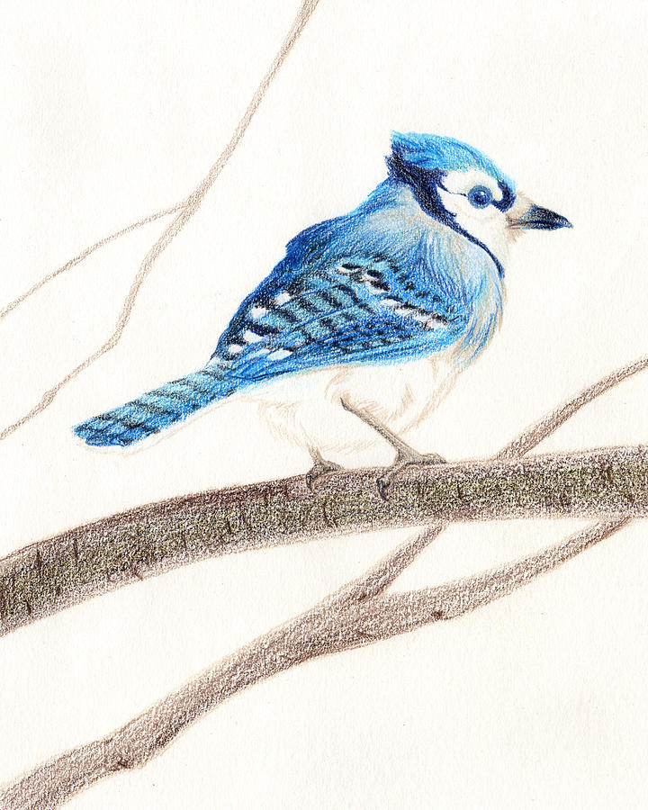 Blue Jay Colored Pencil Drawing