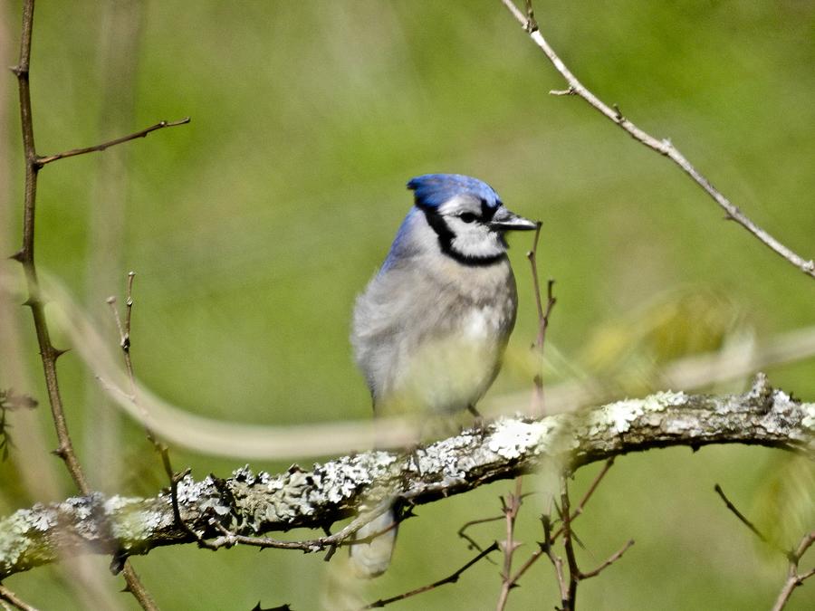 Blue Jay Photograph by Kathy Chism