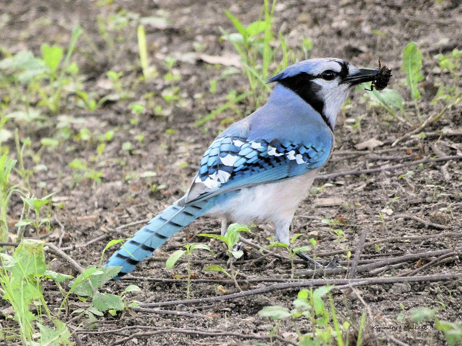 Blue Jay Photograph by Kimmary I MacLean