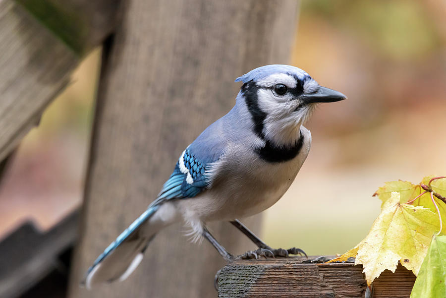 Blue Jay landed on a fence post Photograph by Dan Friend