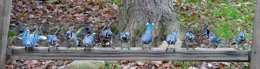 Blue Jay line up Photograph by Dan Friend