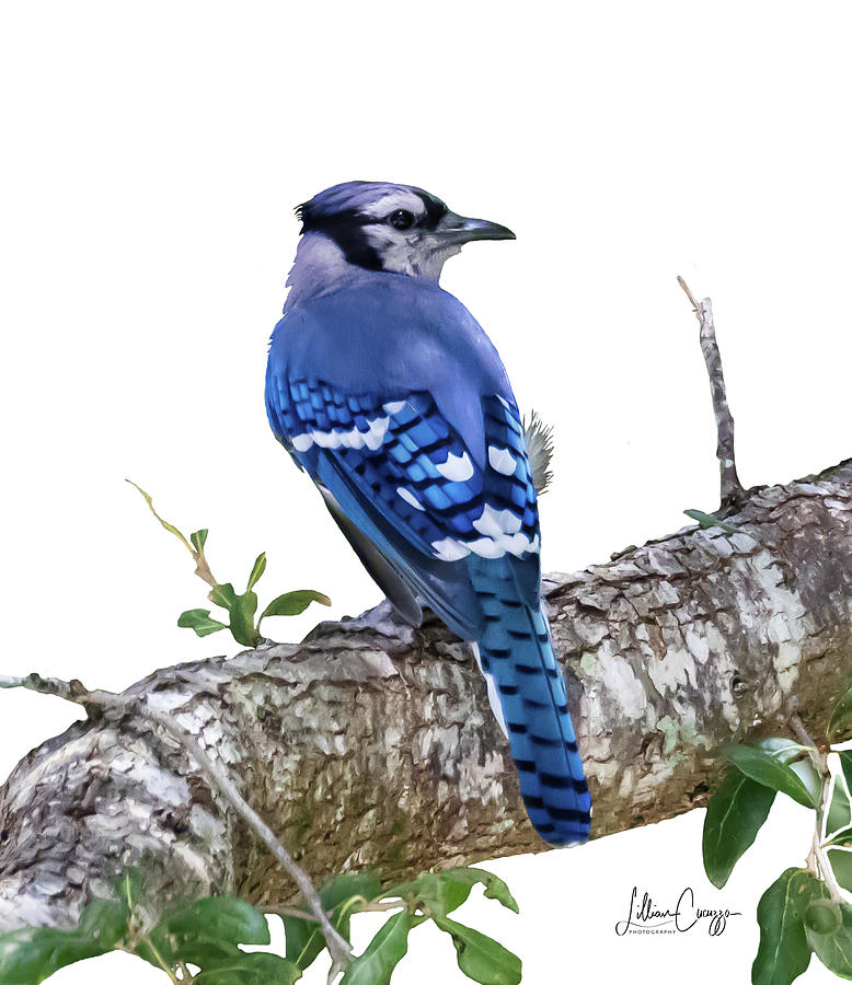 Blue Jay - Realistic Textures [Book]