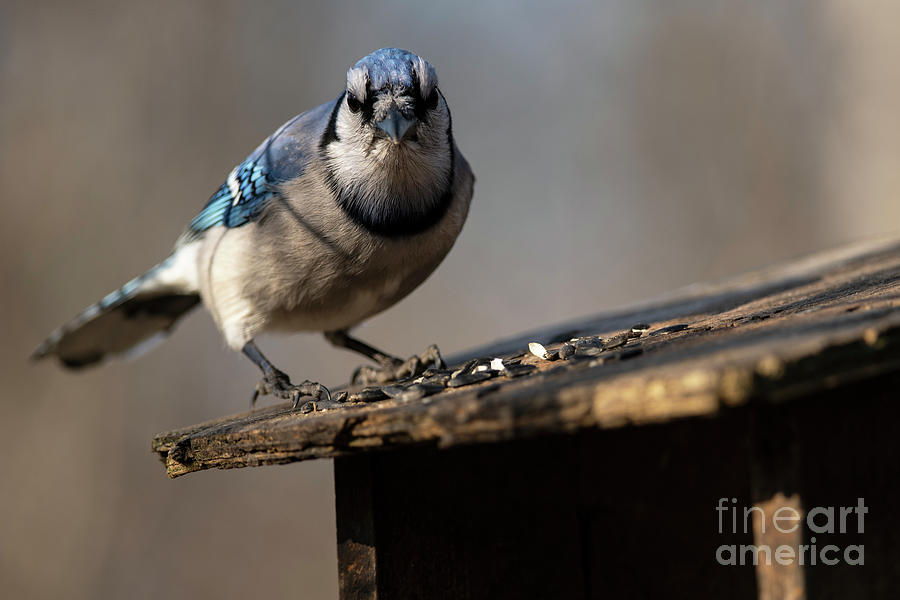 Blue Jay Looking for Food Photograph by JT Lewis