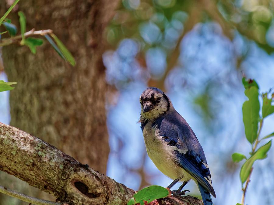 Blue Jay Lost In Thought Photograph