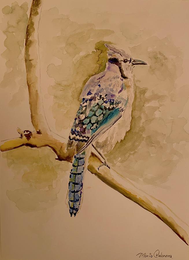 Blue Jay Painting by Mario Cabrera