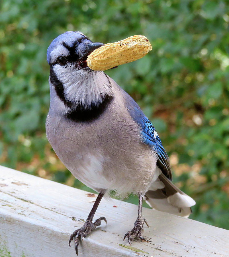 Blue Jay - May I Offer You a Peanut Photograph by Linda Stern
