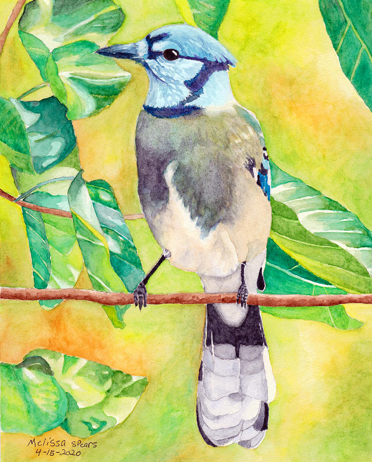 Blue Jay Painting by Melissa Spears - Fine Art America