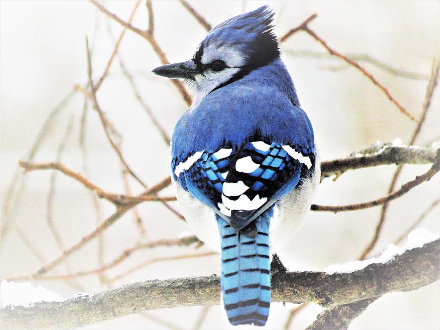 Blue Jay Morning  Photograph by Lori Frisch