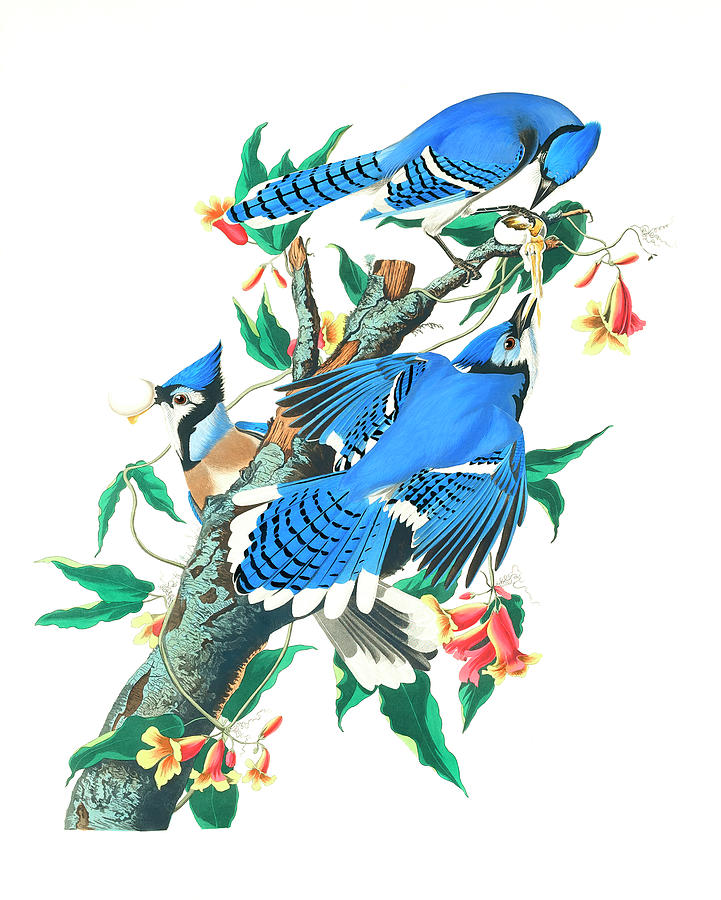 Blue Jay By John James Audubon Drawing