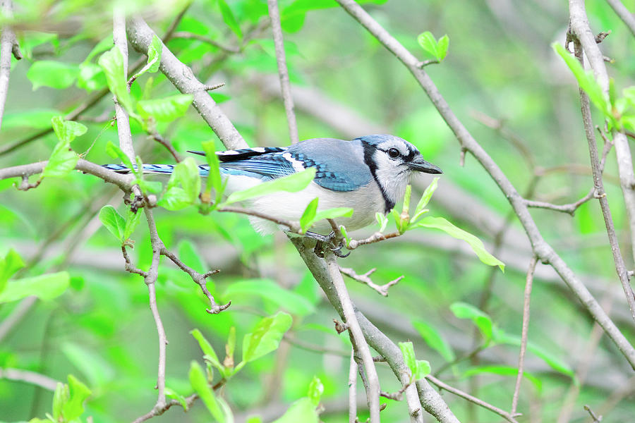 Blue Jay on a Branch Photograph by Amelia Pearn