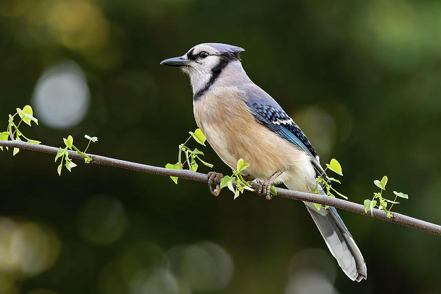 Blue Jay On A Branch Photograph