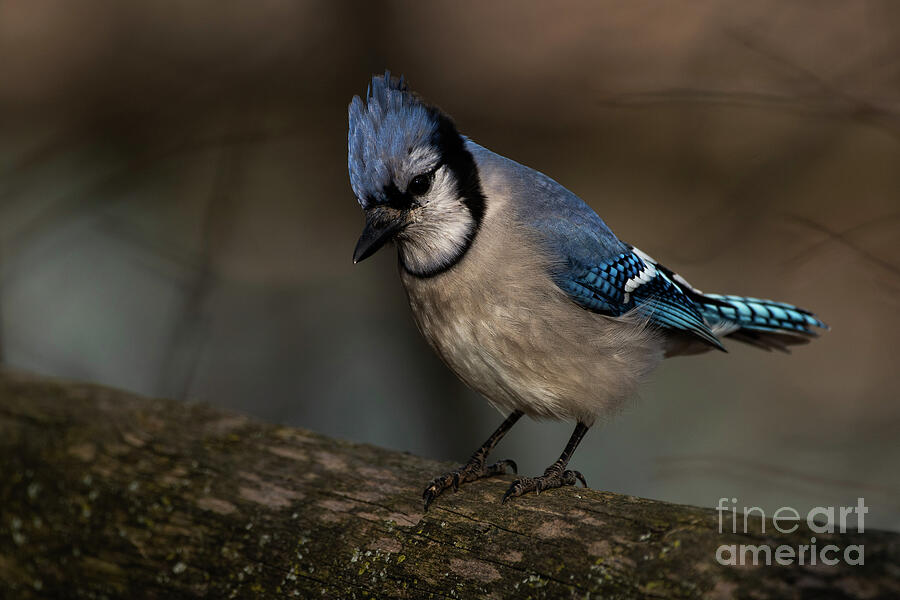 Blue Jay on a fence Photograph by JT Lewis