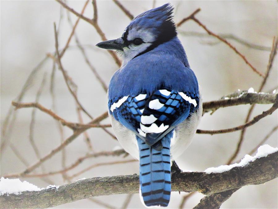 Blue Jay on a Gray Day by Lori Frisch Blue Jay on a Gray Day by Lori Frisch