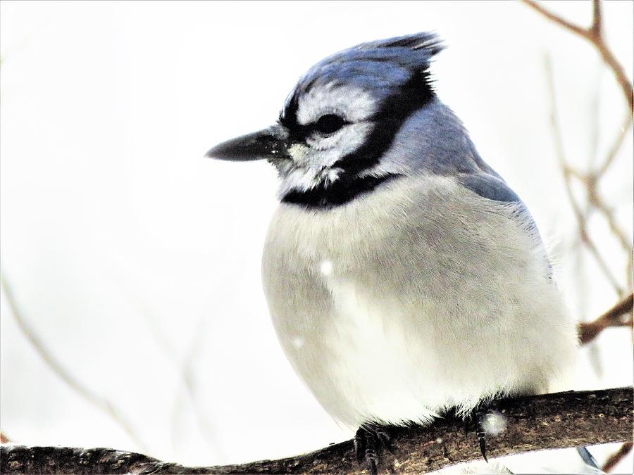 Blue Jay on a Snow Day  Photograph by Lori Frisch