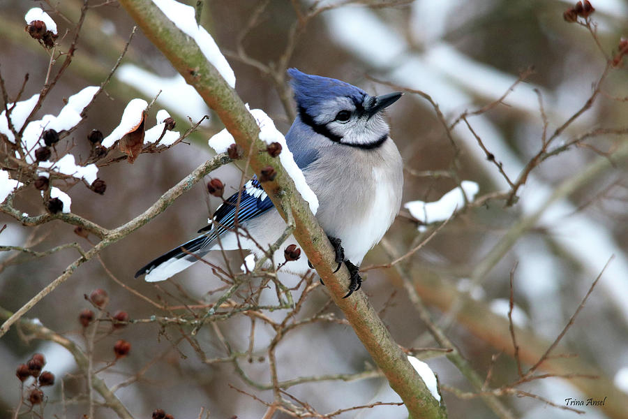 Blue Jay on a Snowy Branch Photograph by Trina Ansel