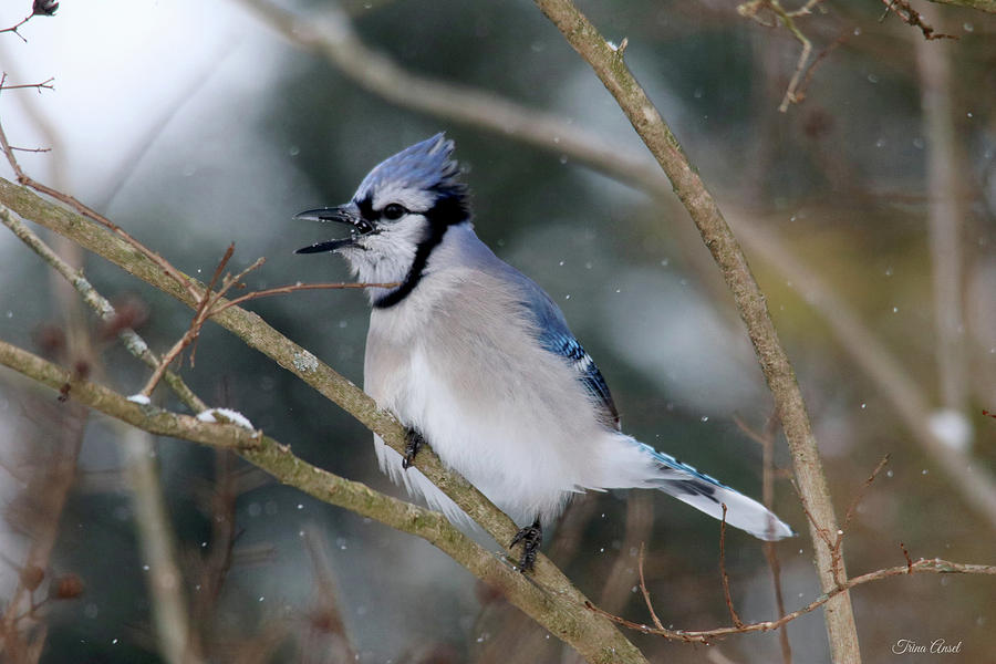 Blue Jay on a Winter Day Photograph by Trina Ansel