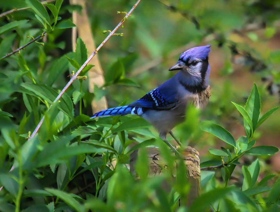 Wildlife Photograph - Blue Jay On Fence Post by Bellesouth Studio