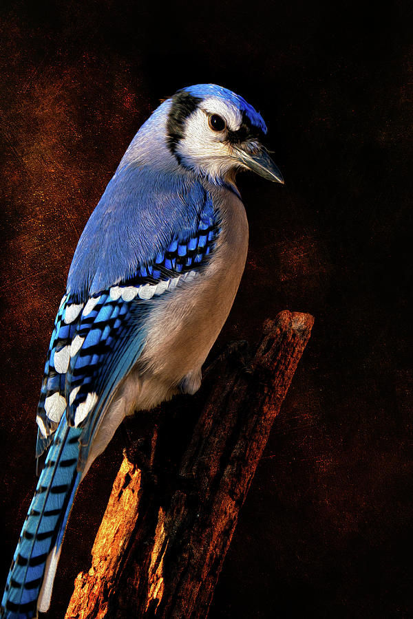 Blue Jay On Post Photograph by Bill and Linda Tiepelman