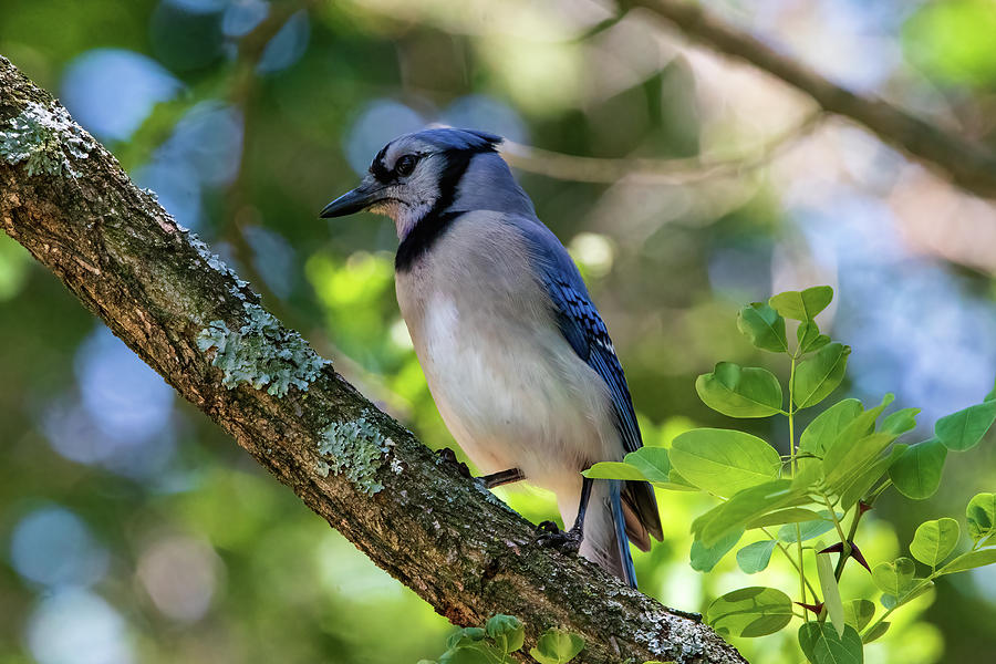 Blue Jay Photograph - Blue Jay - On the Lookout by Chad Meyer