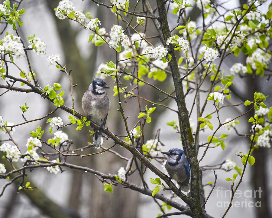 Blue Jay Pair in a Flowering Pear Tree Photograph by Catherine Sherman
