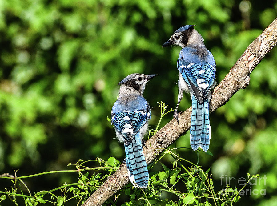 Blue Jay Pair Perching Together Photograph by Cindy Treger