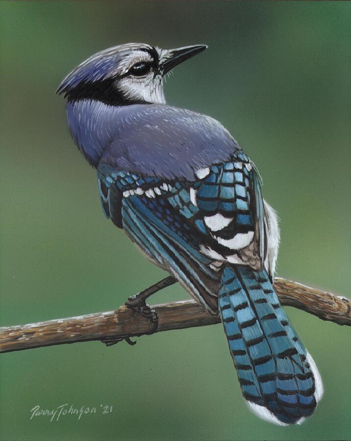 Blue Jay Painting by Parry Johnson - Fine Art America