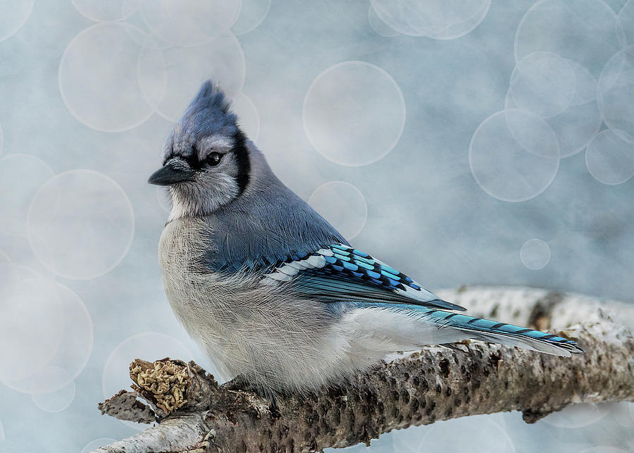 Blue Jay Perch Photograph by Patti Deters