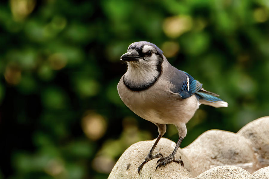 Blue Jay Perched Photograph by Marcy Wielfaert