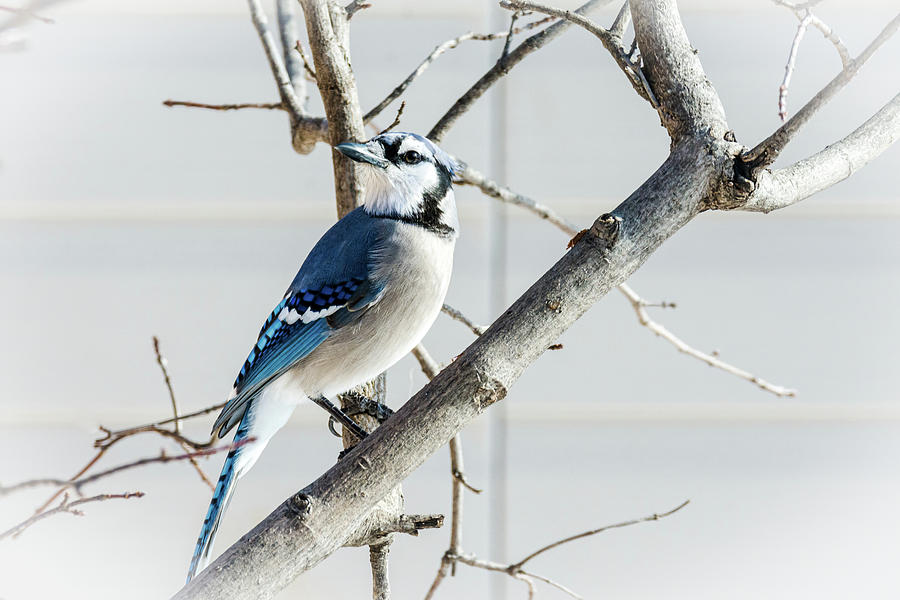Blue Jay Perching Quietly Photograph