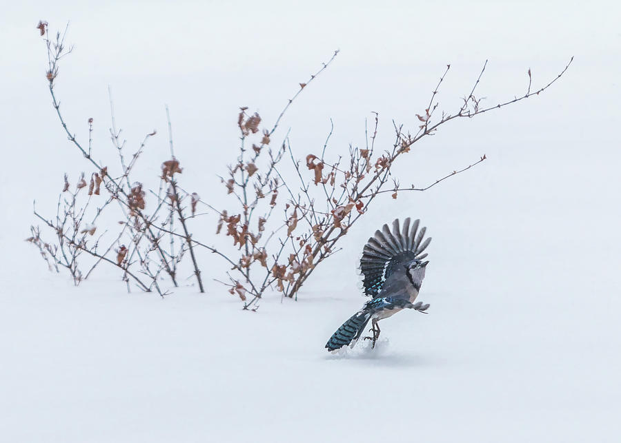 Blue Jay Playing in Snow Photograph by Patti Deters