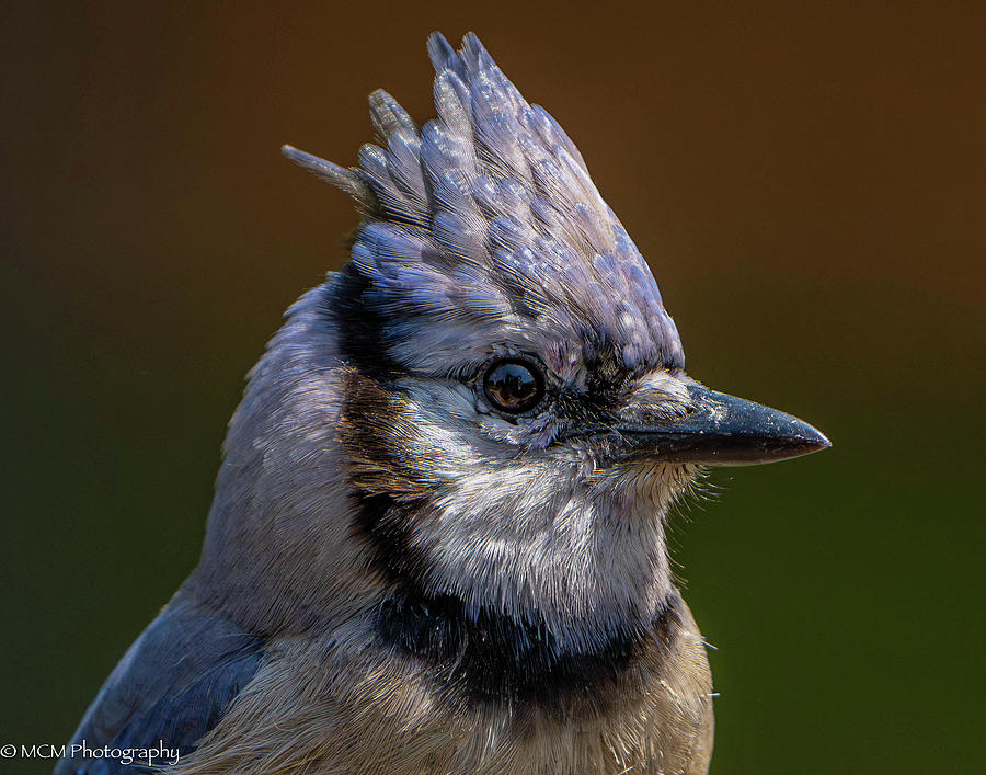 Blue Jay Portrait Photograph by Mary Catherine Miguez