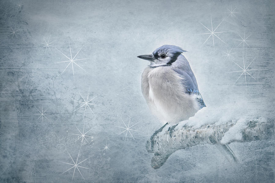 Blue Jay Puffy and Cold Photograph by Patti Deters
