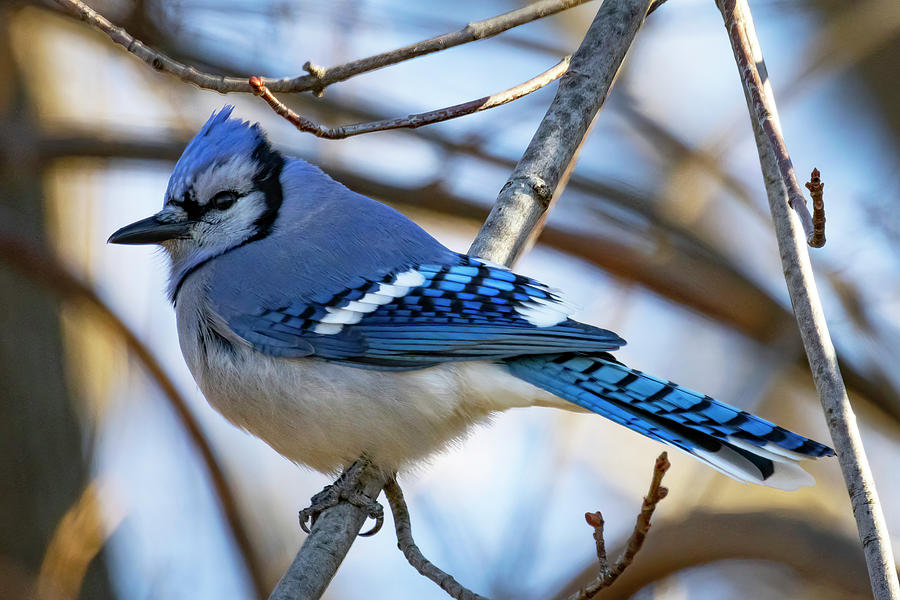 Blue Jay Photograph by Ray Congrove