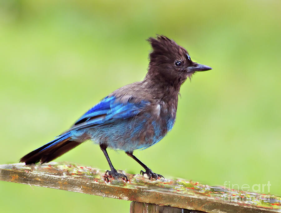 Bird Photograph - Blue Jay by Robert Bales