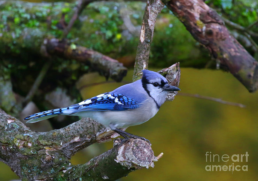 Nature Photograph - Blue Jay by Rosanna Life