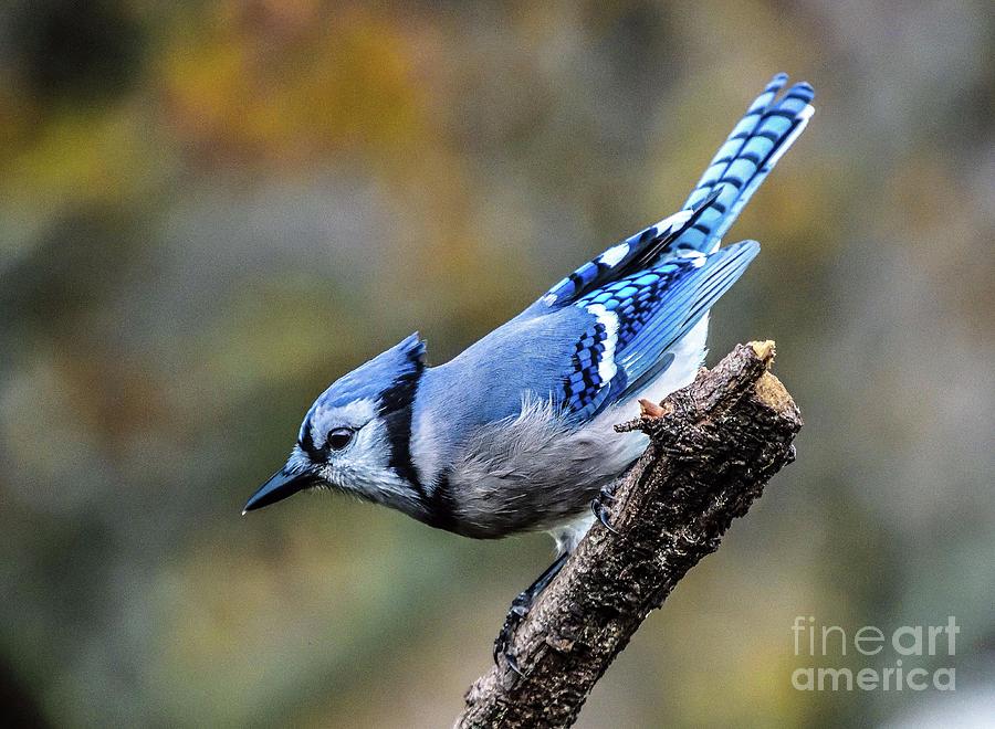 Blue Jay Showing Off Its Shades of Blue Photograph by Cindy Treger