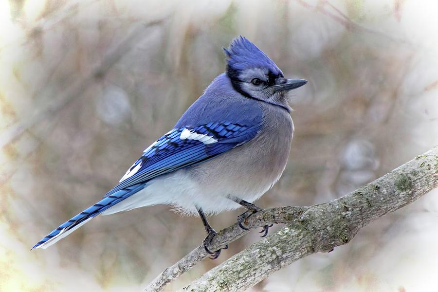 Blue Jay - Side Profile Photograph by Ron Grafe