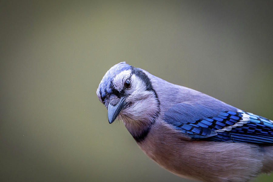 Blue Jay Side View Photograph by Paul Freidlund