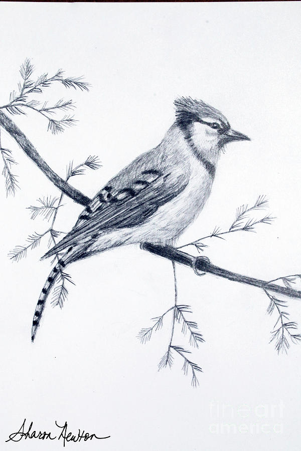 Blue Jay Sketch Drawing By Sharon Newton