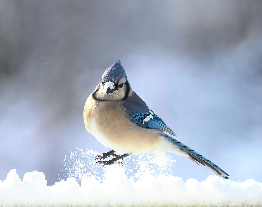 Blue Jay Snow Hop Photograph by Kerri Farley