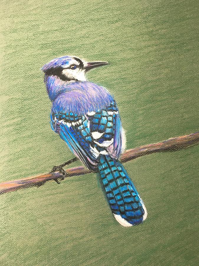 Blue Jay Pastel - Blue Jay by Susan E Brooks