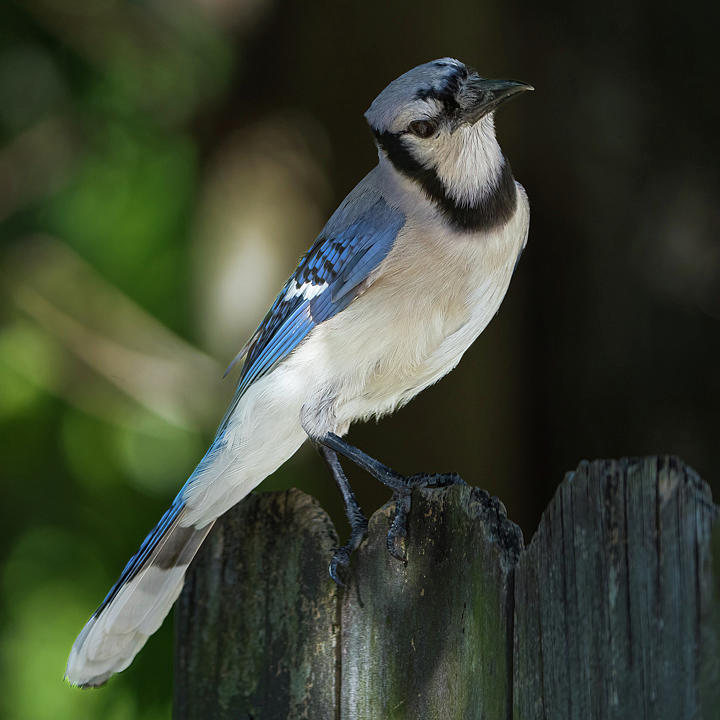 Blue Jay Photograph by Vincent Billotto