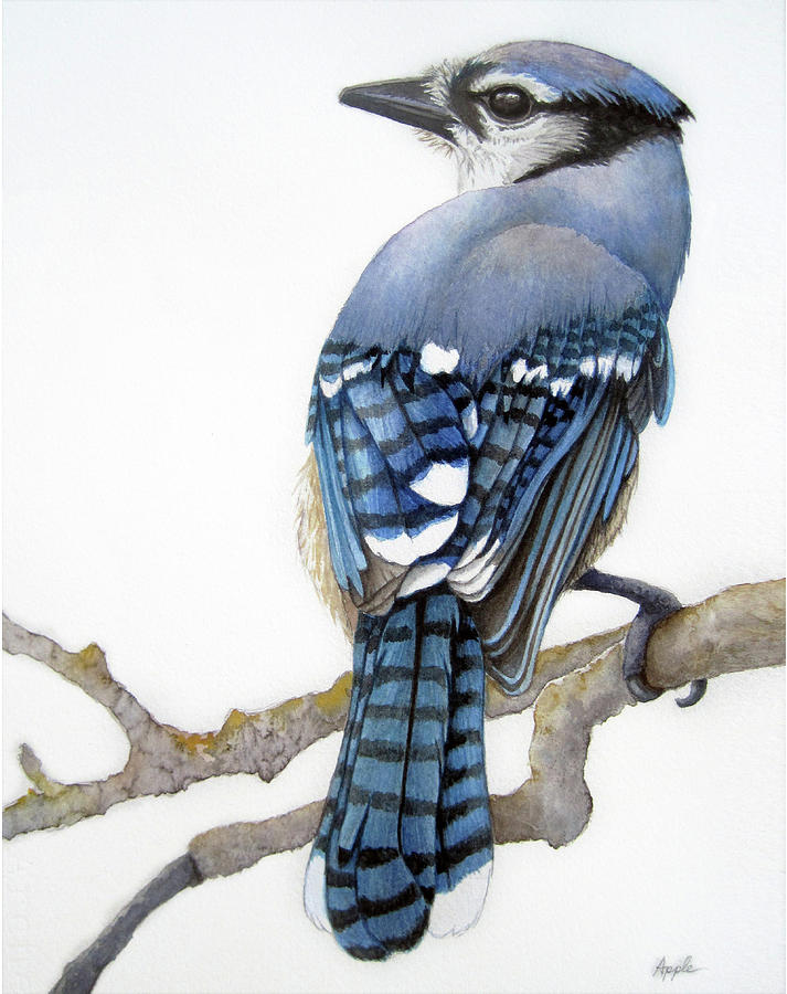 Blue Jay - wildlife bird Painting by Linda Apple