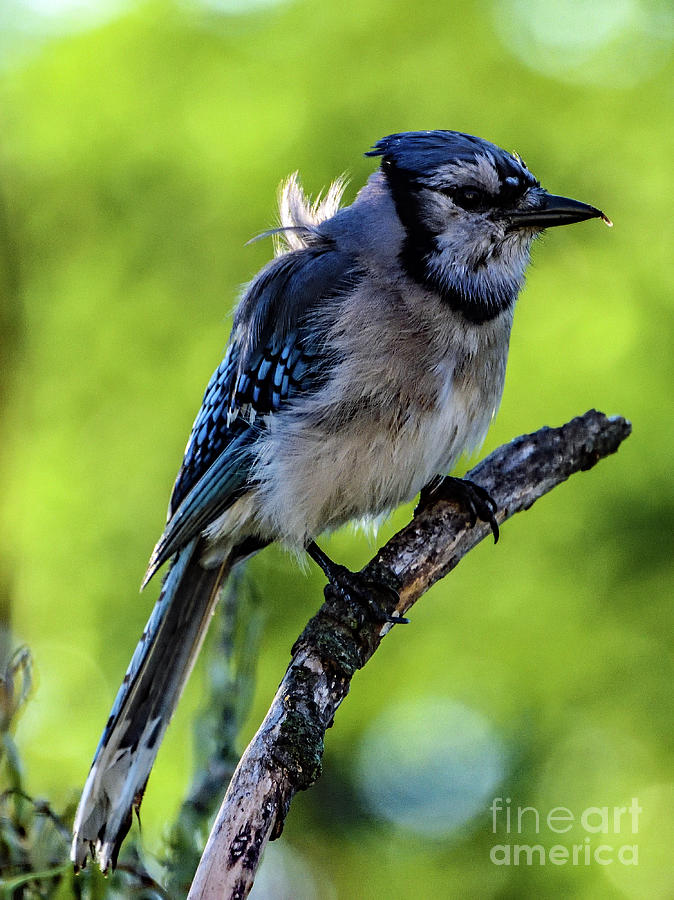 Blue Jay With A Disheveled Appearance Photograph